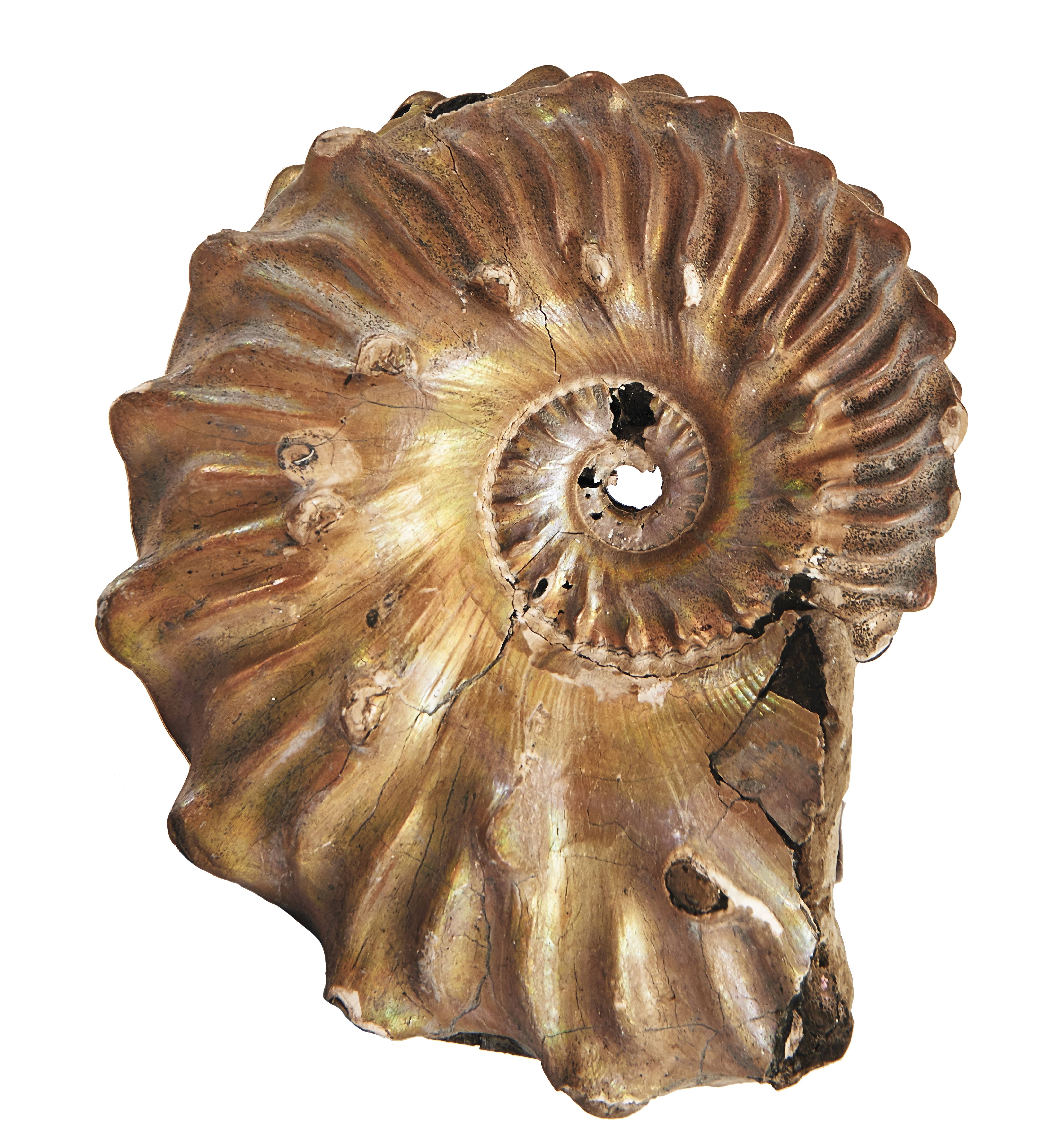 1954_ammonite (m).jpg