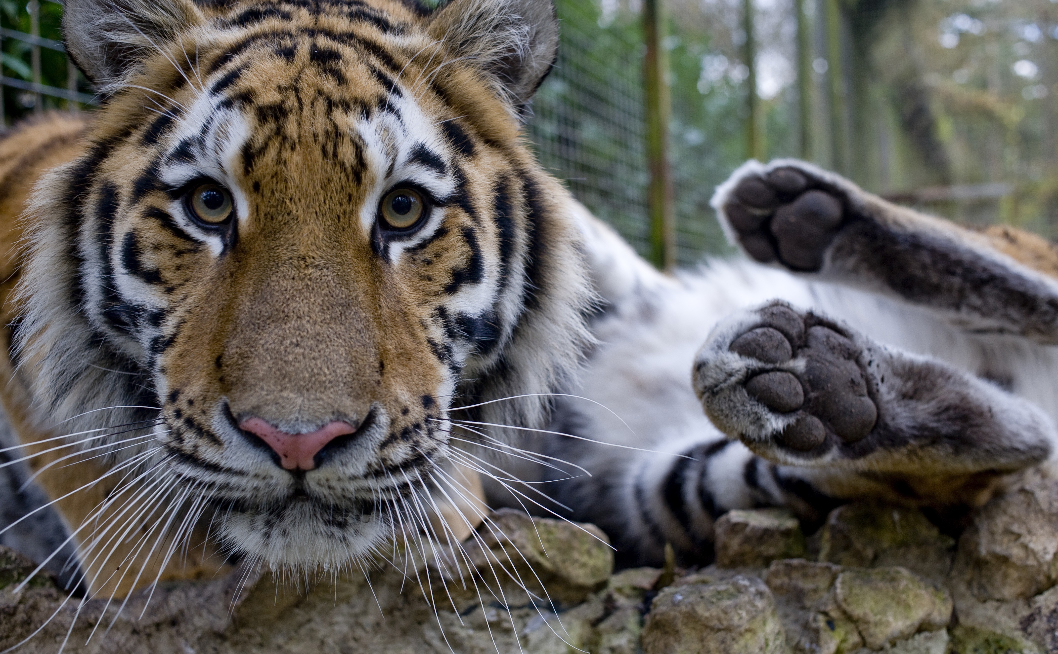 port-lympne-tiger.jpg
