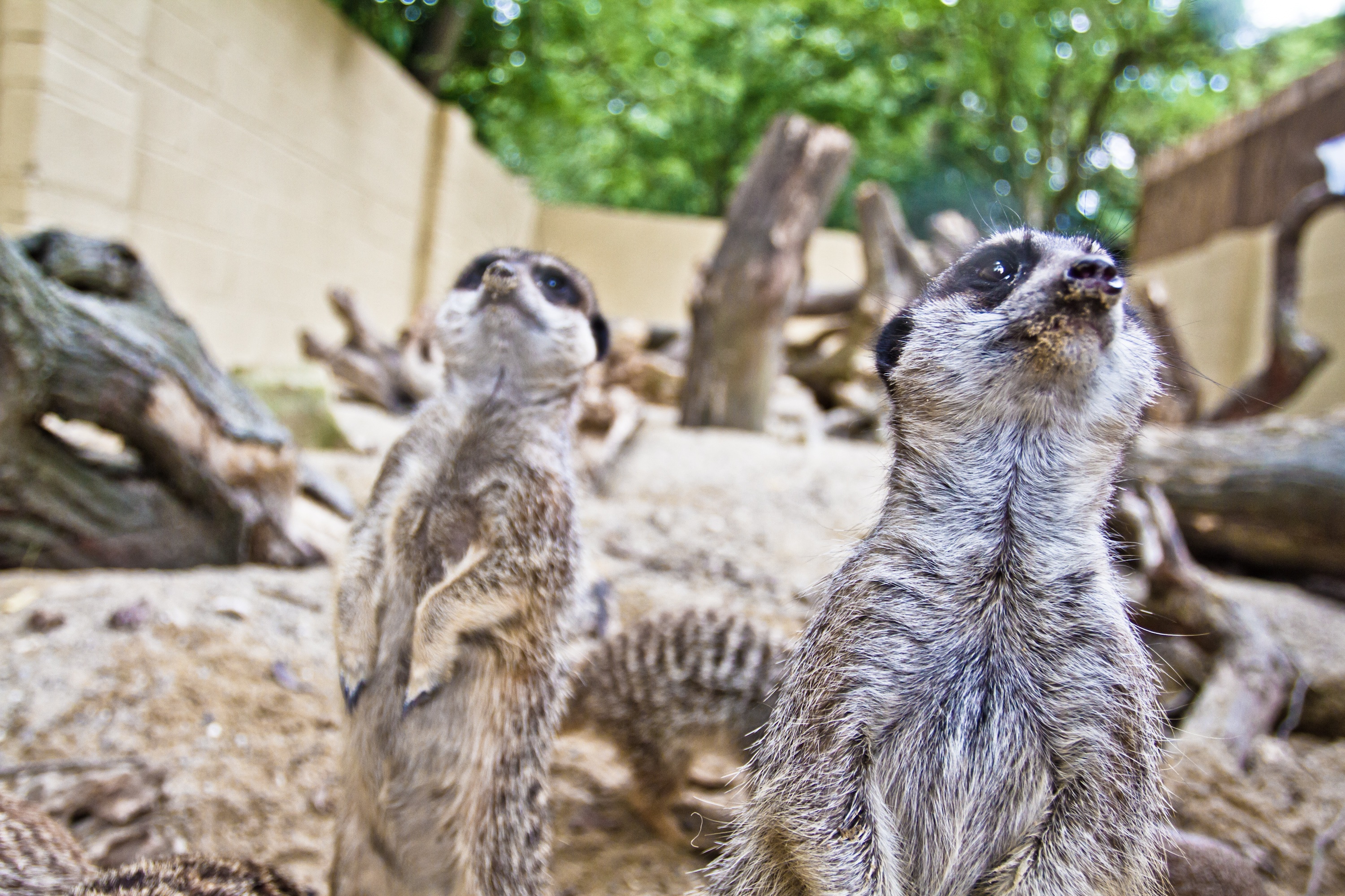 OTHER_Meerkats.jpg