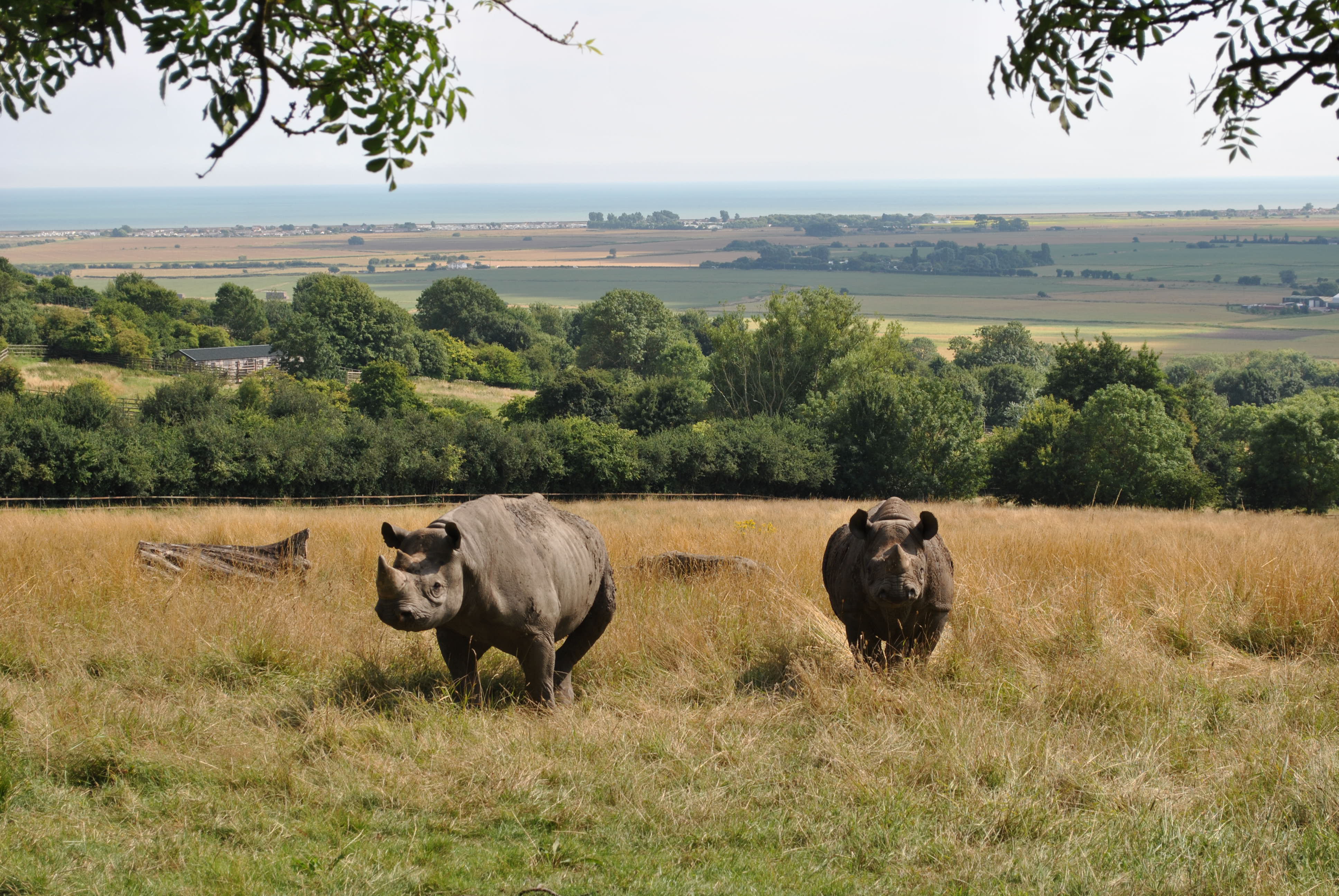 Black rhino at Port Lympne Reserve c The Aspinall Foundation.JPG
