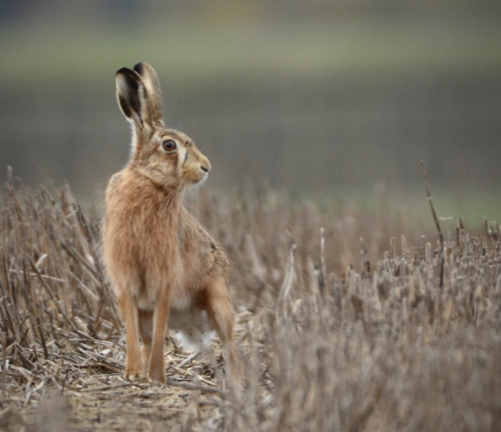 hare half frame.jpg