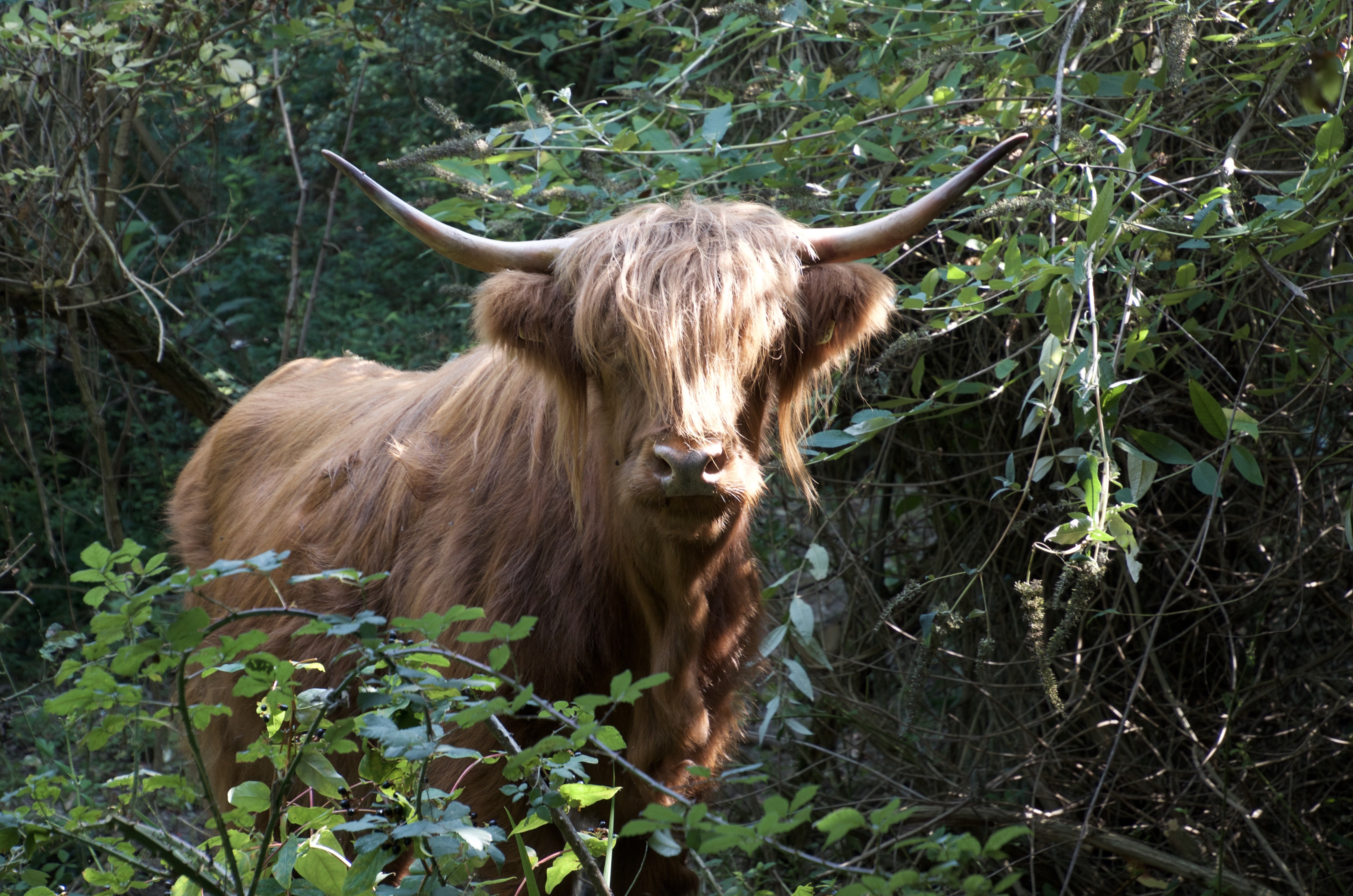 highland cow 2.jpeg