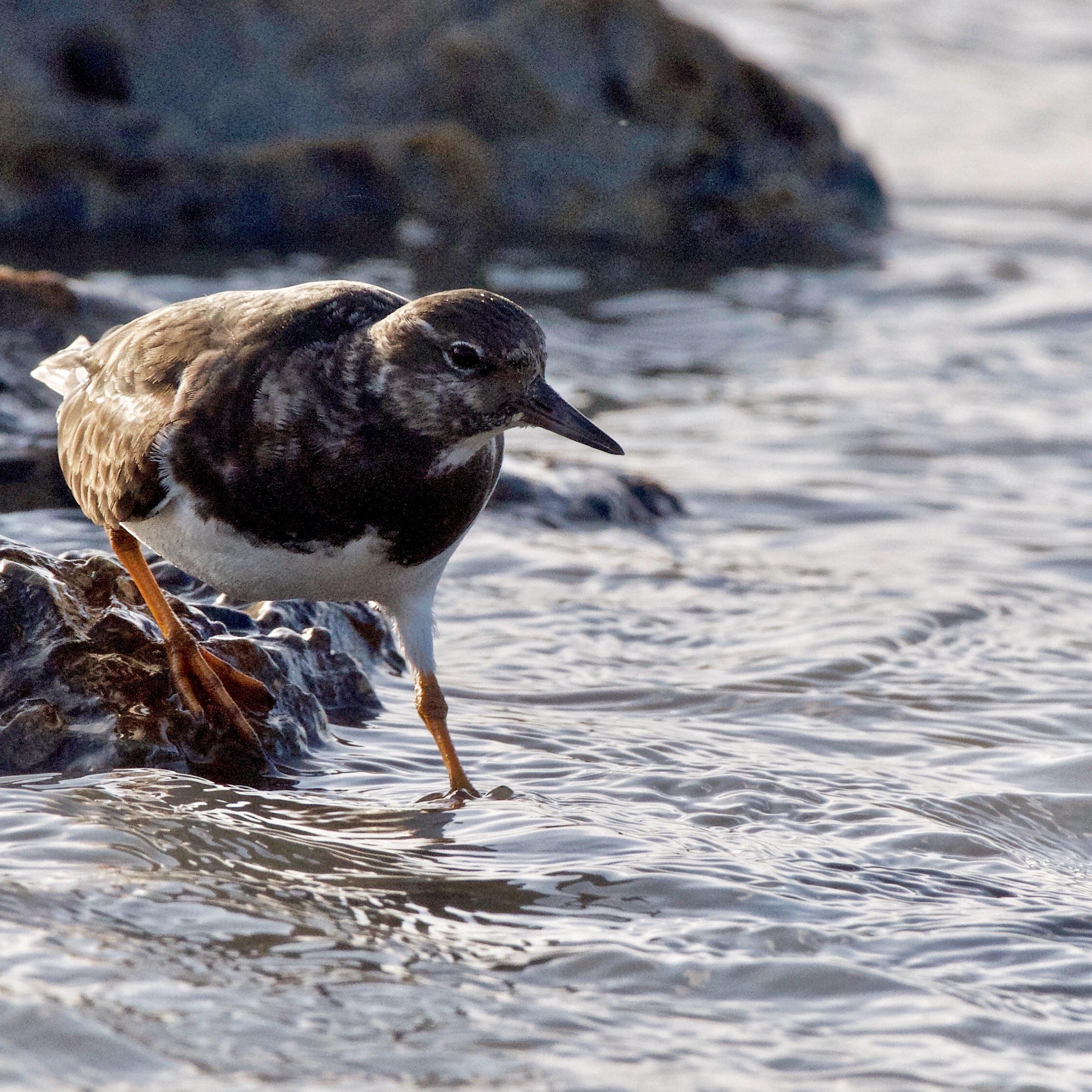 turnstone.jpg