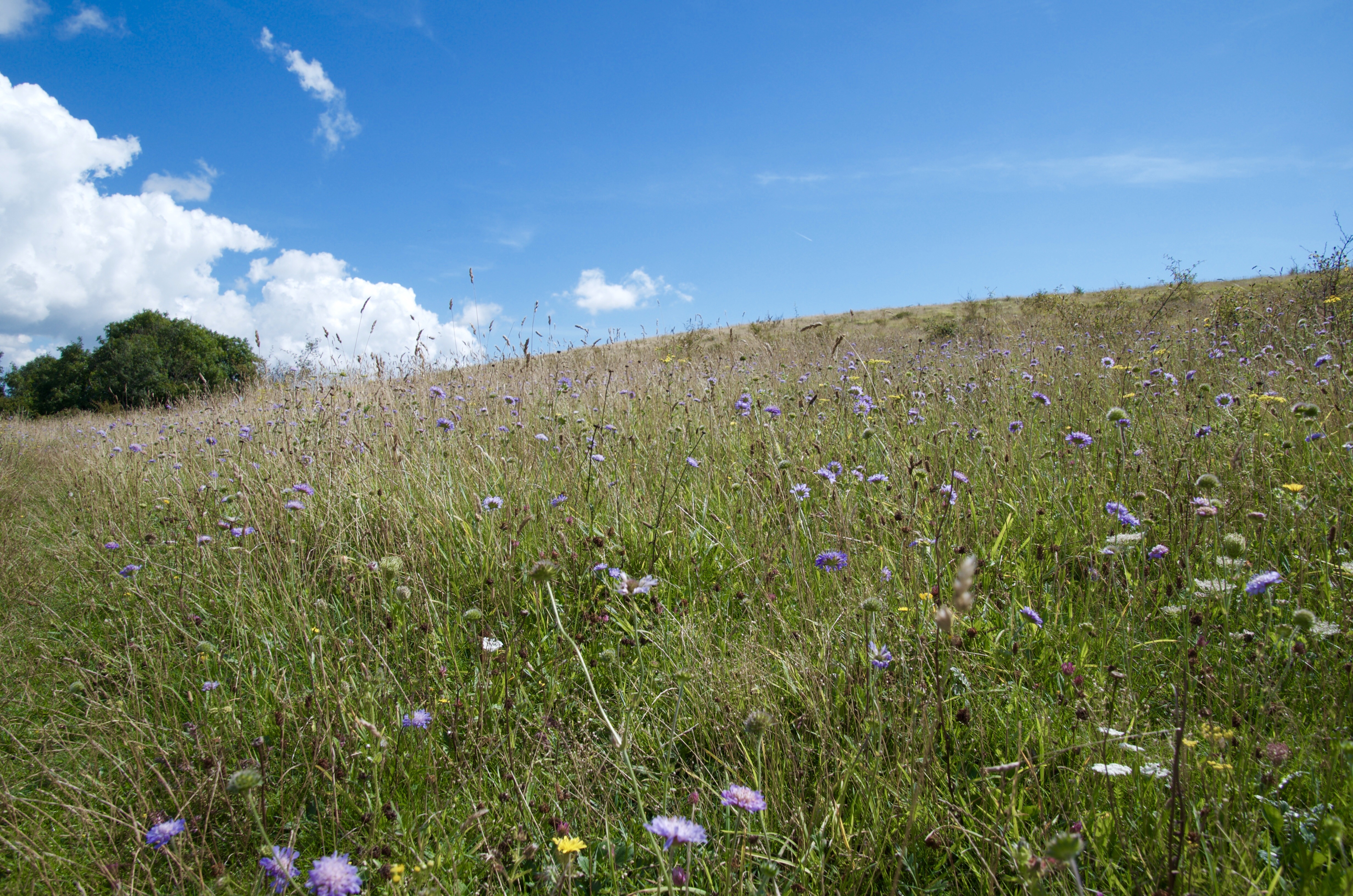 Wild Flowers Folkestone Downs.jpg