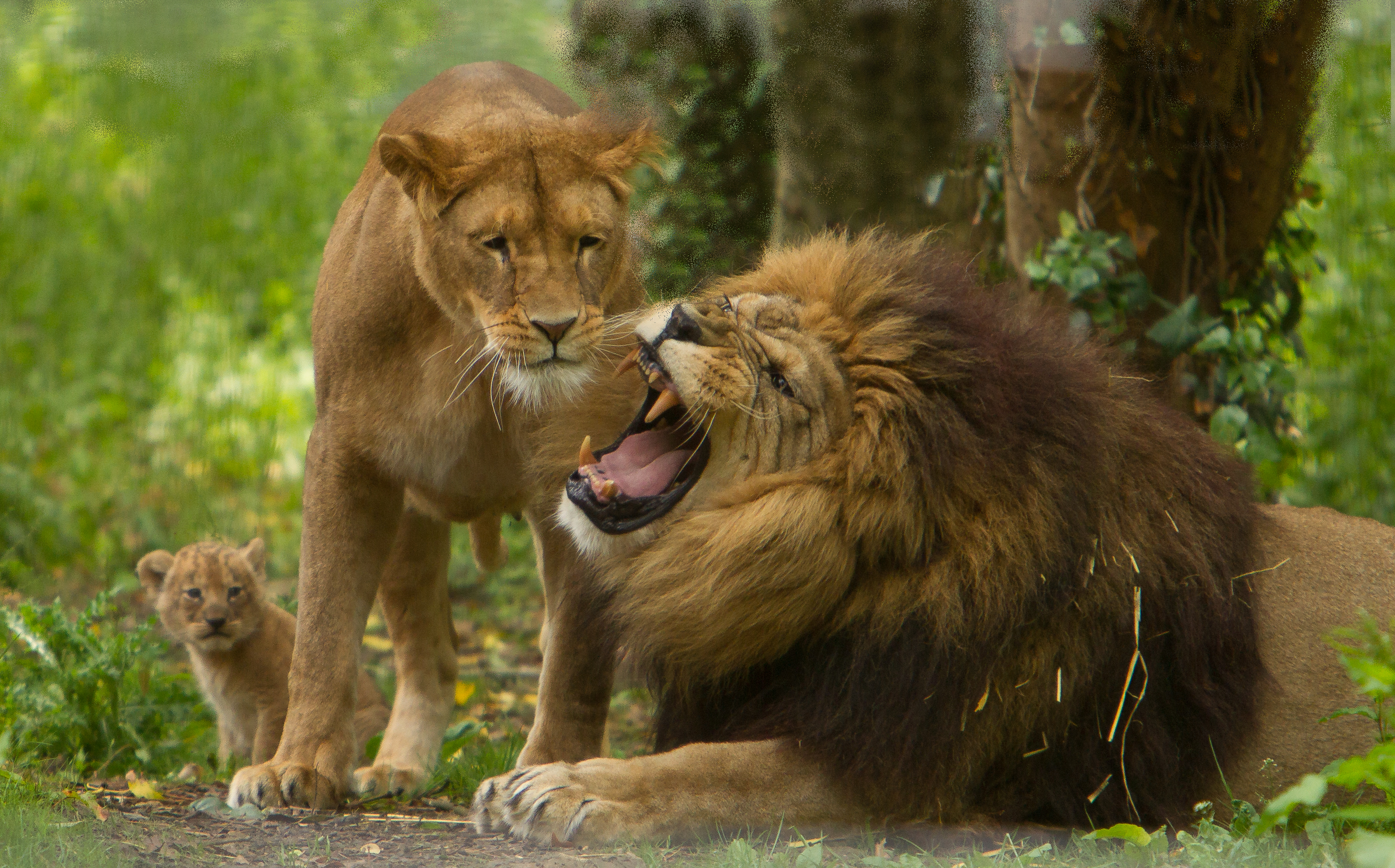 PORT LYMPNE RESERVE 1