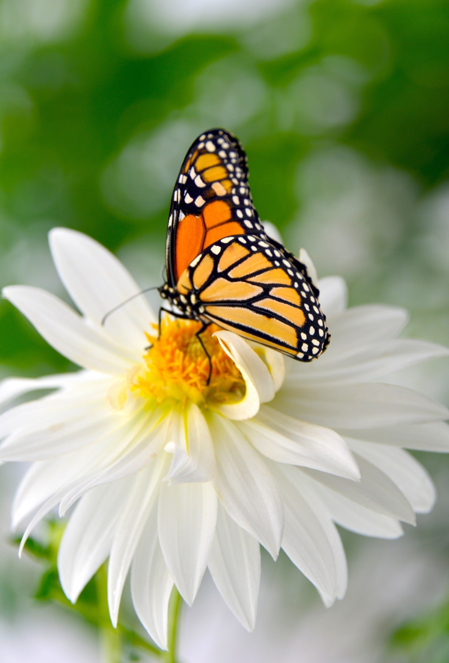 Rare Breeds butterfly (Susan Sanger)